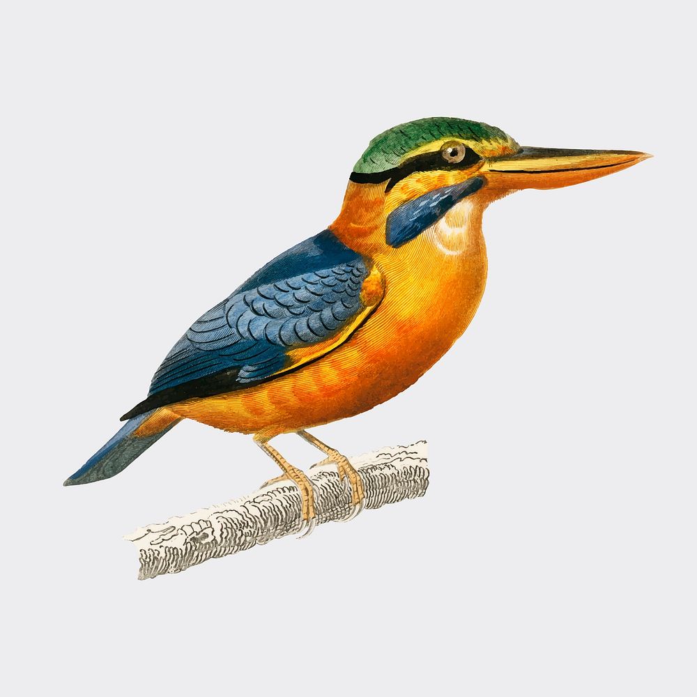 Rufous-collared kingfisher (Martin chasseur trapu) illustrated by Charles Dessalines D' Orbigny (1806-1876). Digitally…