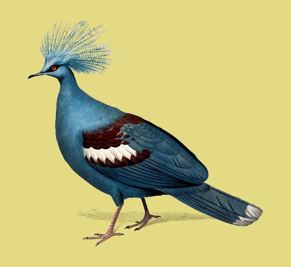 Crowned pigeon (Goura) illustrated by Charles Dessalines D' Orbigny (1806-1876). Digitally enhanced from our own 1892…