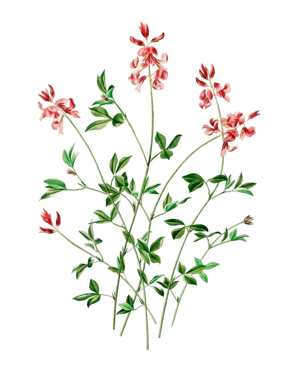 Indigofera procumbens illustrated by Charles Dessalines D' Orbigny (1806-1876). Digitally enhanced from our own 1892 edition…
