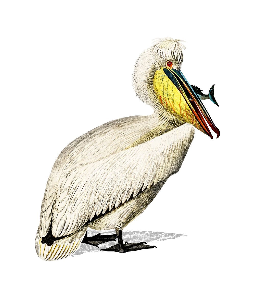 Pelican (Pelecanus) illustrated by Charles Dessalines D' Orbigny (1806-1876). Digitally enhanced from our own 1892 edition…