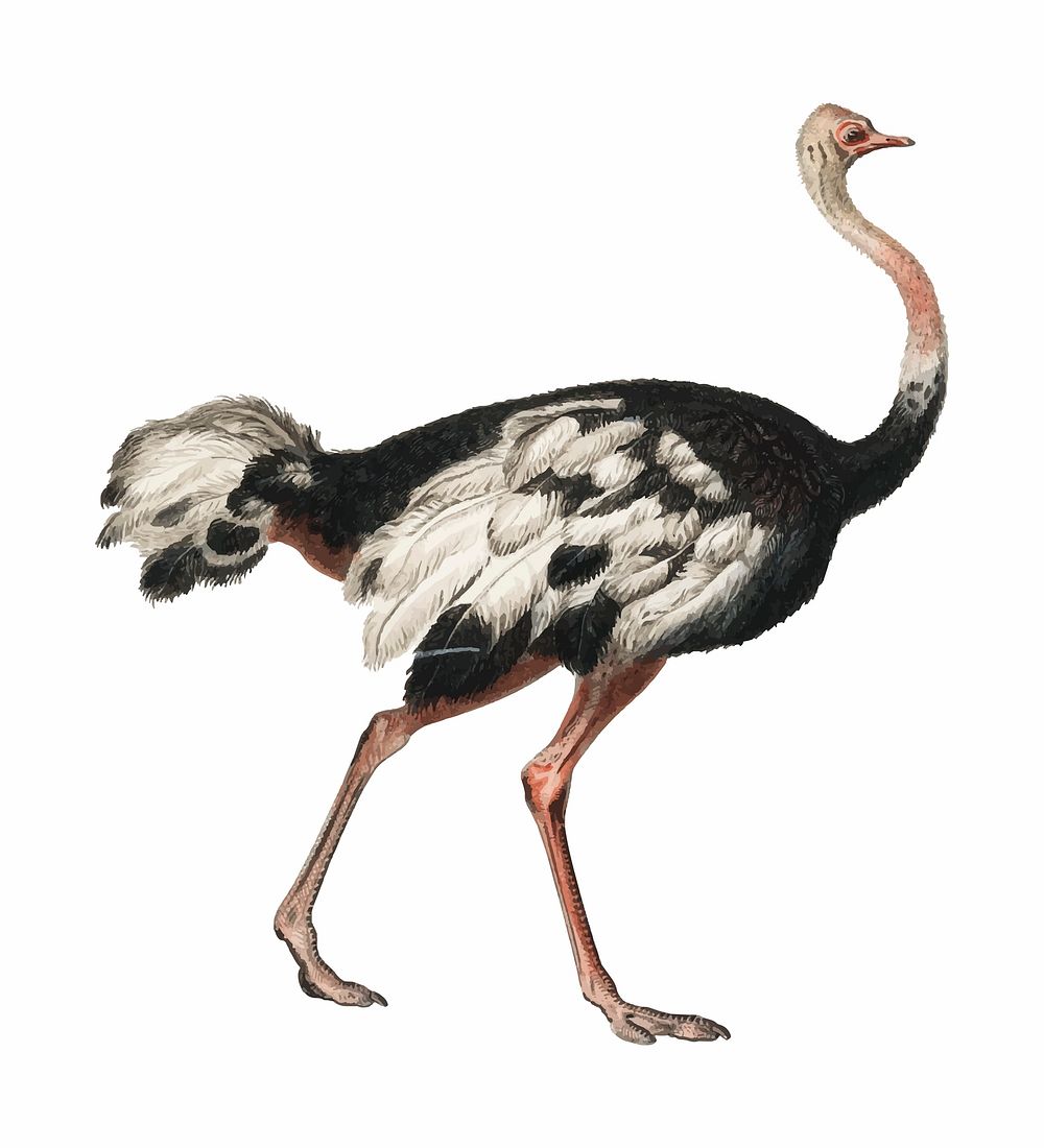 Common ostrich (Struthio camelus) illustrated by Charles Dessalines D' Orbigny (1806-1876). Digitally enhanced from our own…