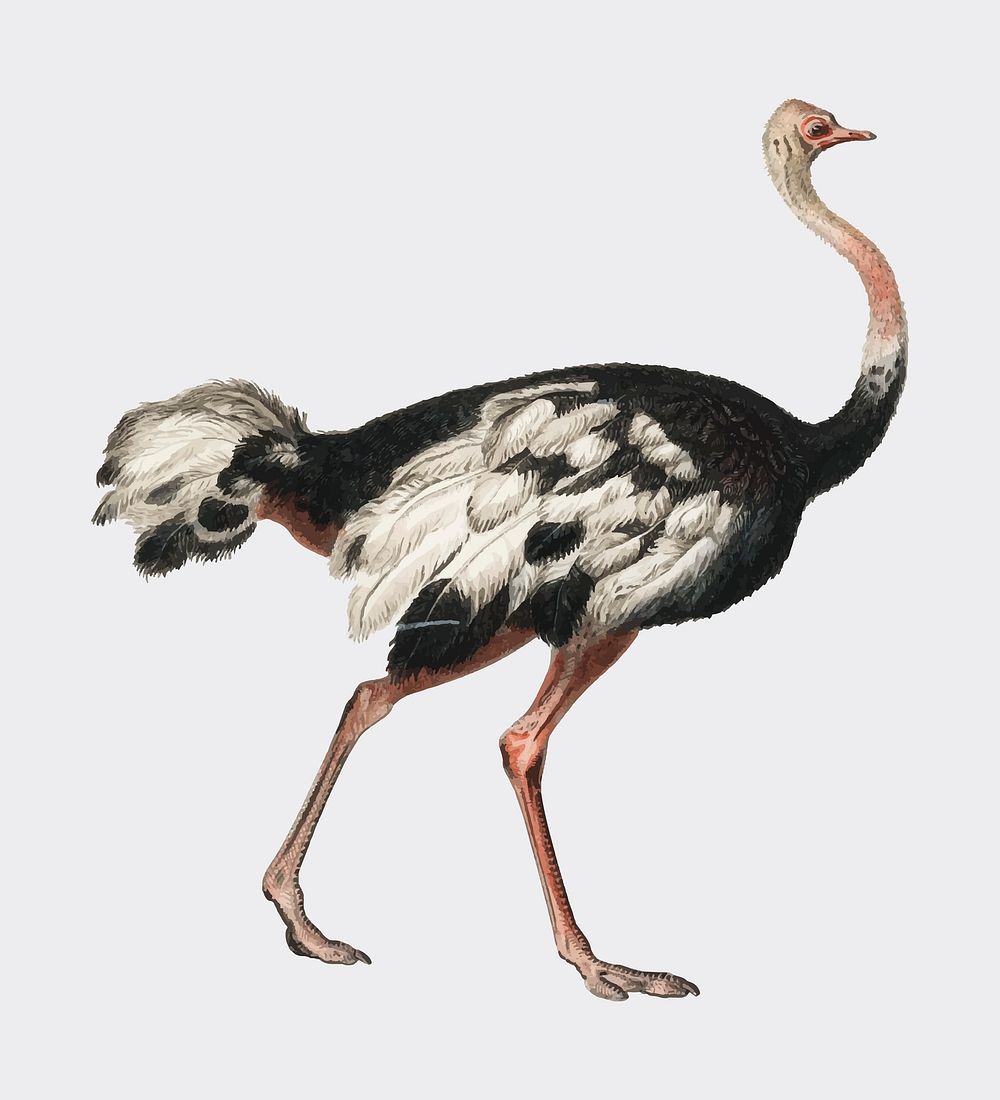 Common ostrich (Struthio camelus) illustrated by Charles Dessalines D' Orbigny (1806-1876). Digitally enhanced from our own…