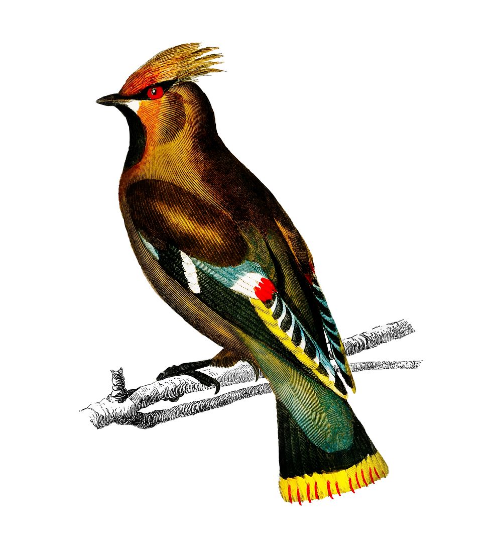 Bohemian waxwing (Bombycilla garrulus) illustrated by Charles Dessalines D' Orbigny (1806-1876). Digitally enhanced from our…
