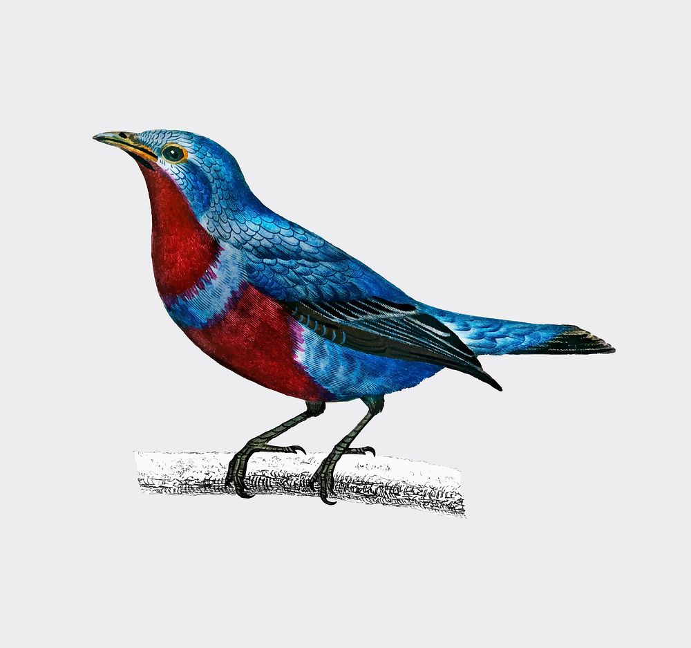 Banded cotinga (Cotinga maculata) illustrated by Charles Dessalines D' Orbigny (1806-1876). Digitally enhanced from our own…