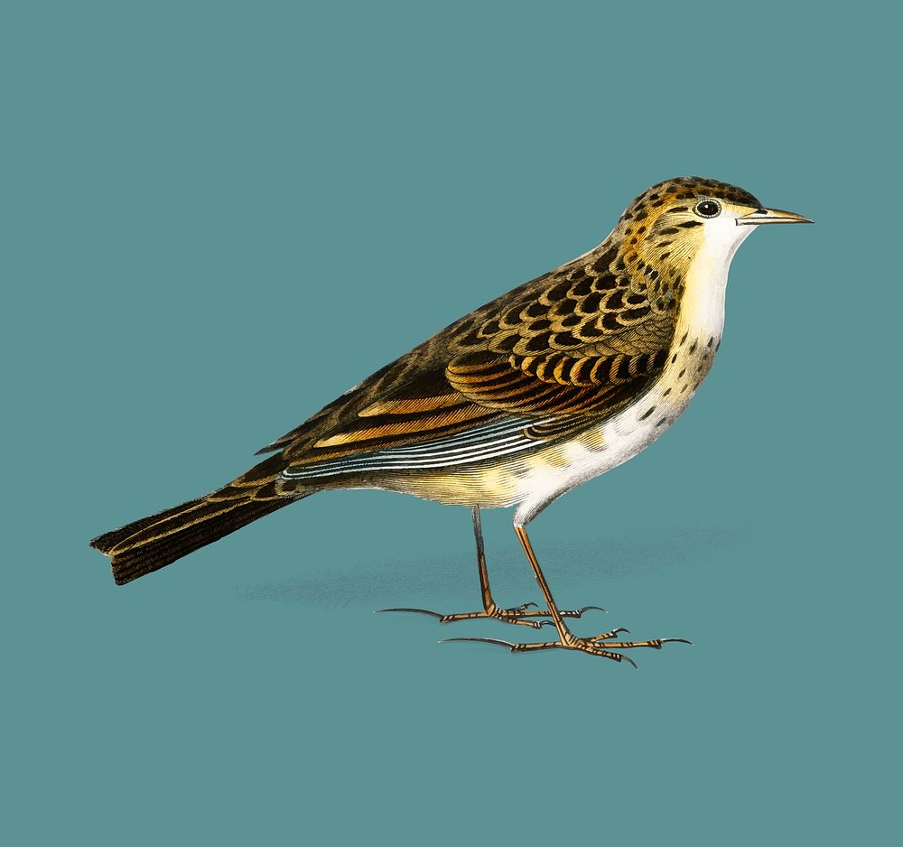 Richard 's pipit (Pipit Richard) illustrated by Charles Dessalines D' Orbigny (1806-1876). Digitally enhanced from our own…