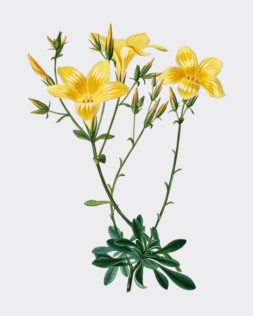 Yellow flax (Linum glandulosum) illustrated by Charles Dessalines D' Orbigny (1806-1876). Digitally enhanced from our own…