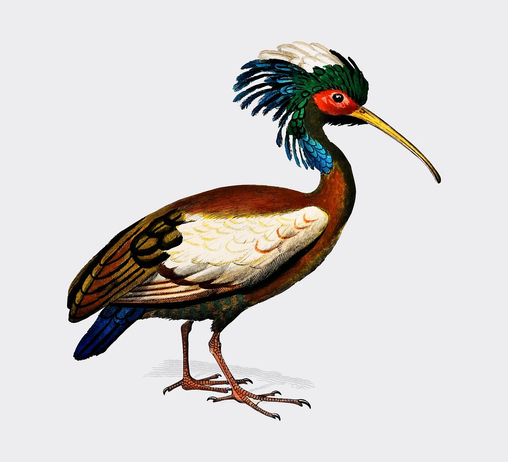Madagascan ibis (Lophotibis cristata) illustrated by Charles Dessalines D' Orbigny (1806-1876). Digitally enhanced from our…