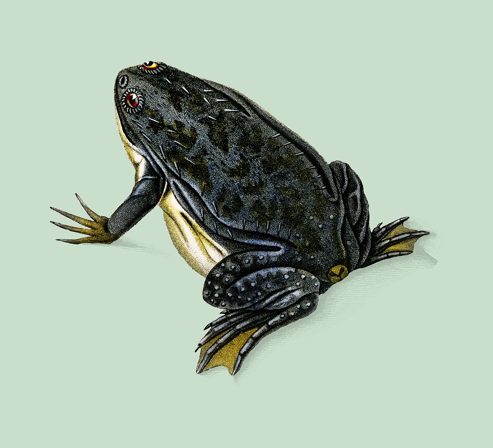 Clawed frog (Dactylethra capensis) illustrated by Charles Dessalines D' Orbigny (1806-1876). Digitally enhanced from our own…