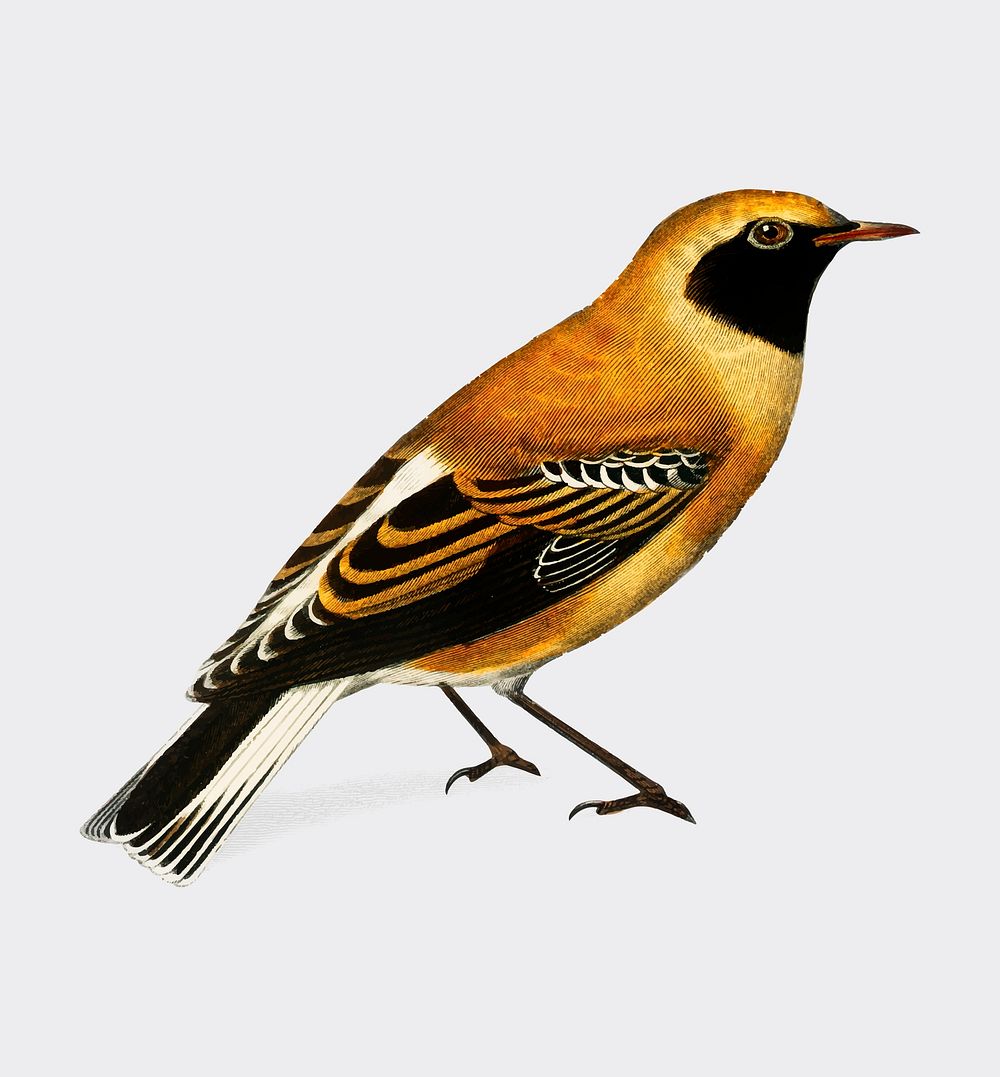 Russet Wheatear (Craquet Stapazin) illustrated by Charles Dessalines D' Orbigny (1806-1876). Digitally enhanced from our own…