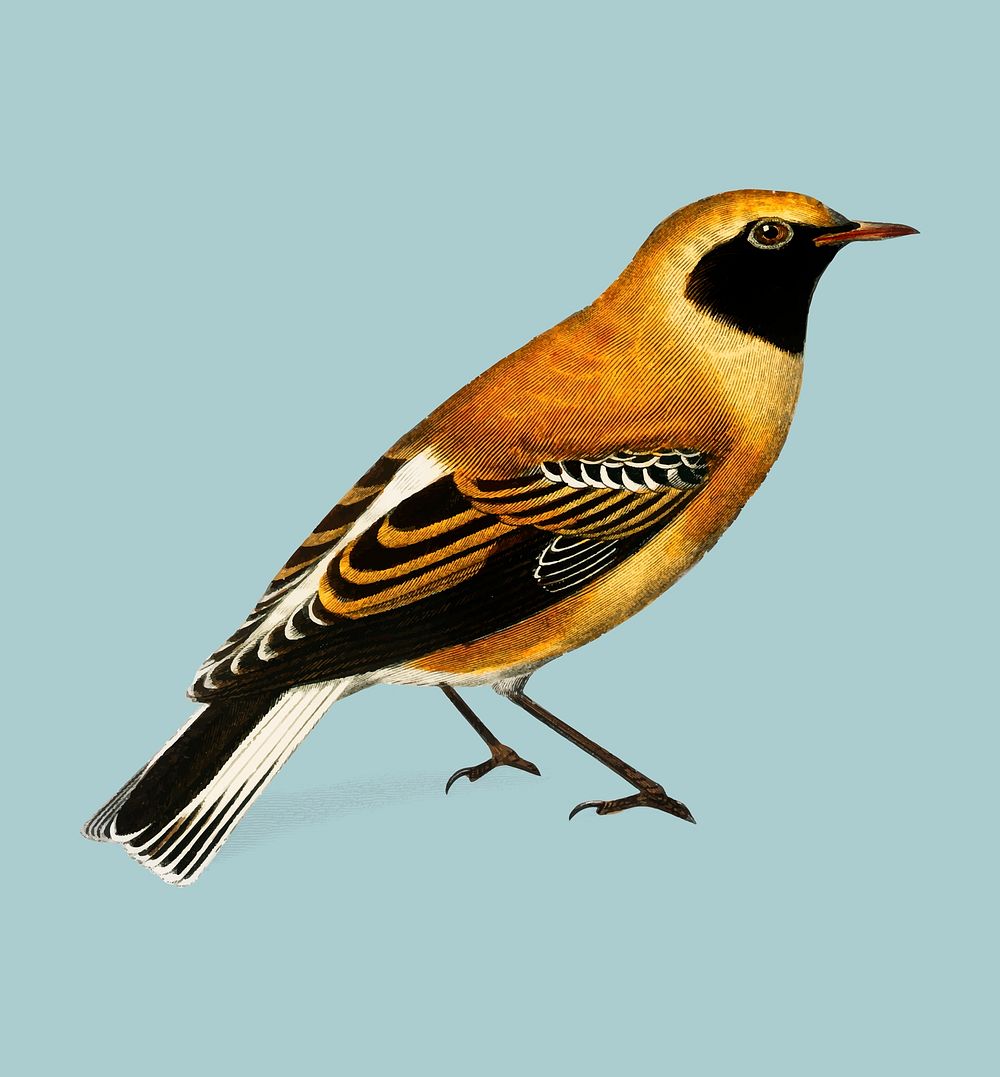 Russet Wheatear (Craquet Stapazin) illustrated by Charles Dessalines D' Orbigny (1806-1876). Digitally enhanced from our own…