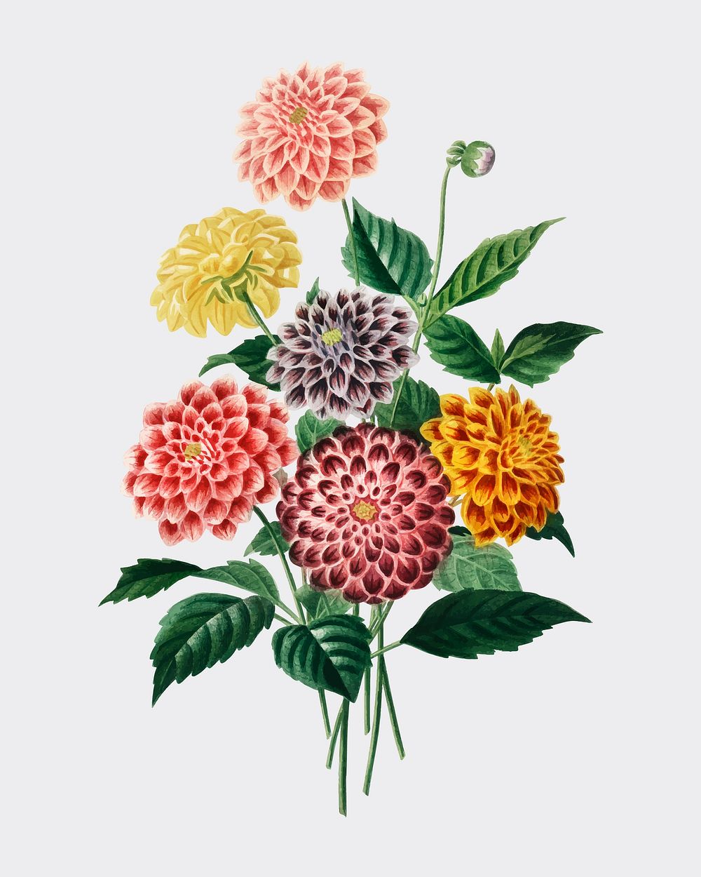 Dahlia illustrated by Charles Dessalines D' Orbigny (1806-1876).Digitally enhanced from our own 1892 edition of Dictionnaire…