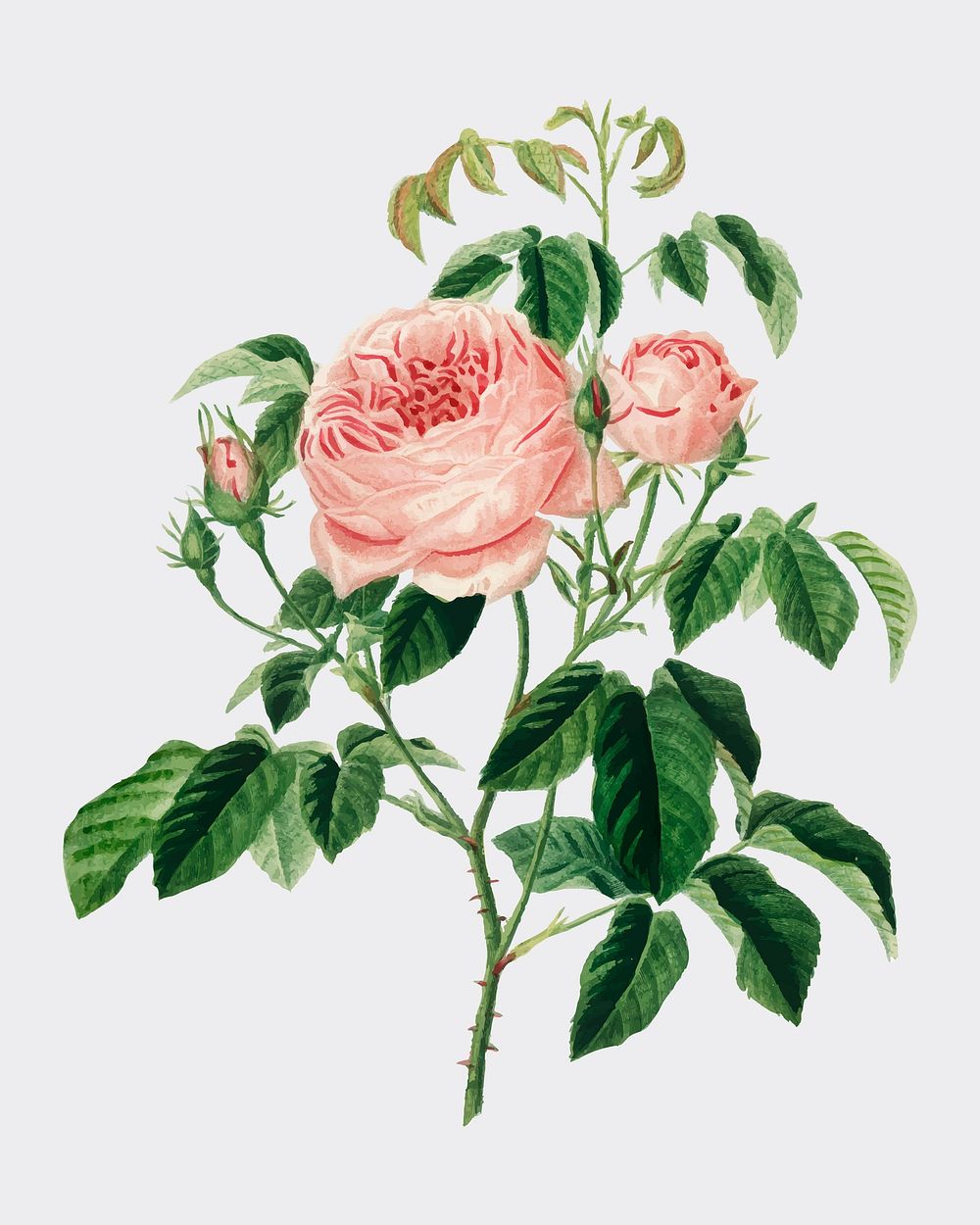 Cabbage Rose (Rosa Centifilia) illustrated by Charles Dessalines D' Orbigny (1806-1876). Digitally enhanced from our own…