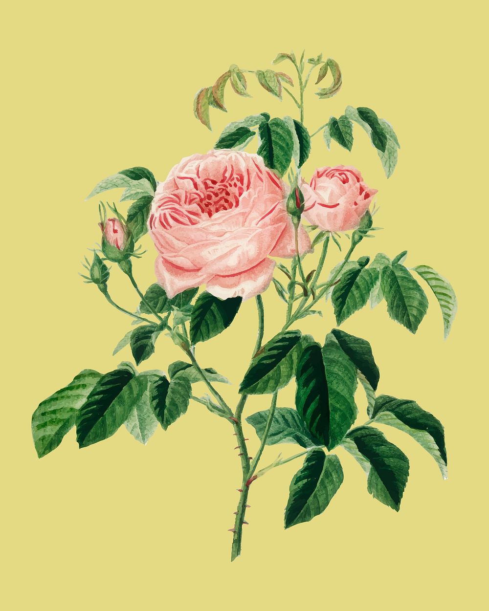 Cabbage Rose (Rosa Centifilia) illustrated by Charles Dessalines D' Orbigny (1806-1876). Digitally enhanced from our own…