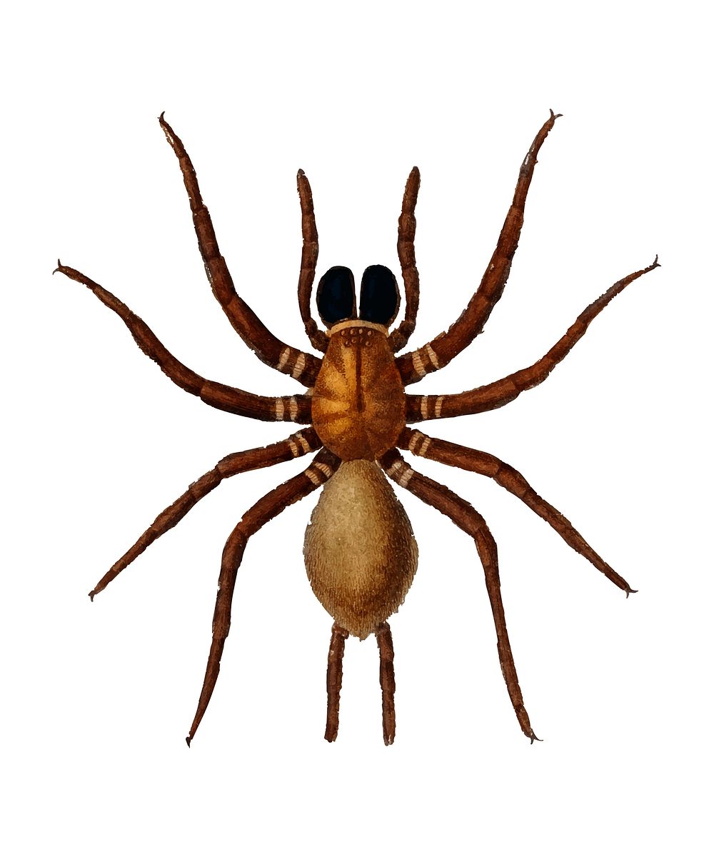 Black tunnelweb spider (Mygale quoyi) illustrated by Charles Dessalines D' Orbigny (1806-1876). Digitally enhanced from our…