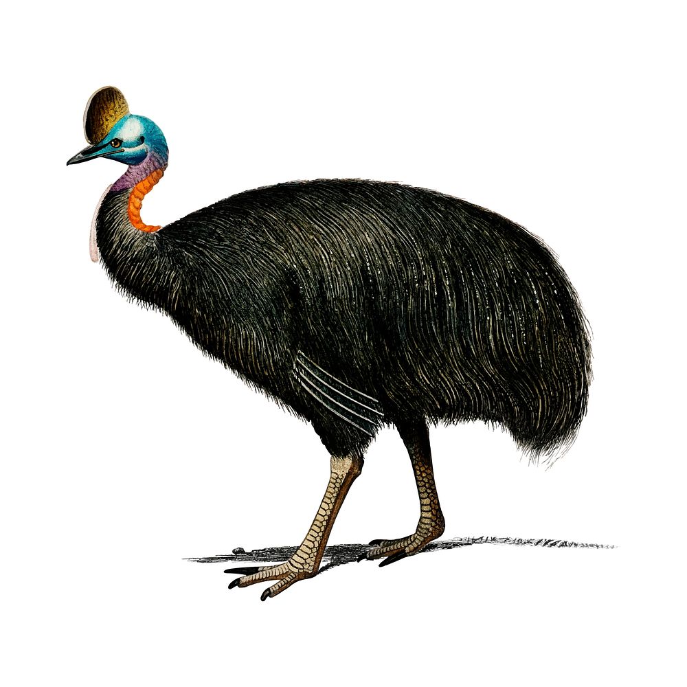 Southern cassowary (Casoar &agrave; casque) illustrated by Charles Dessalines D' Orbigny (1806-1876). Digitally enhanced…