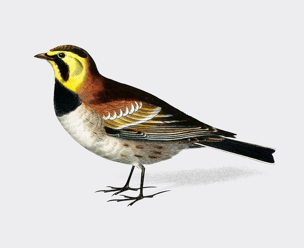 Horned lark (Alouette a hausse-col noir) illustrated by Charles Dessalines D' Orbigny (1806-1876). Digitally enhanced from…