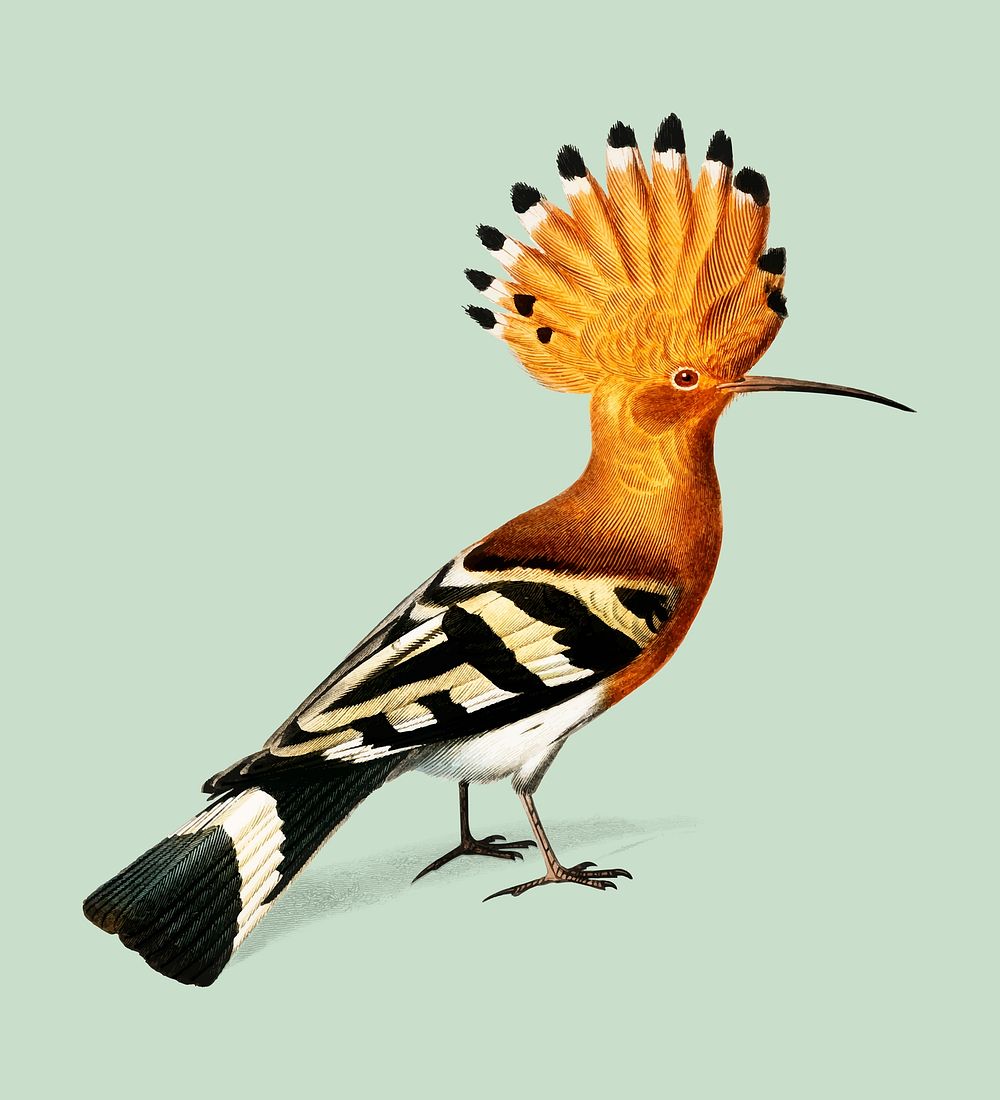 Huppe commune (Hoopoe) illustrated by Charles Dessalines D' Orbigny (1806-1876). Digitally enhanced from our own 1892…