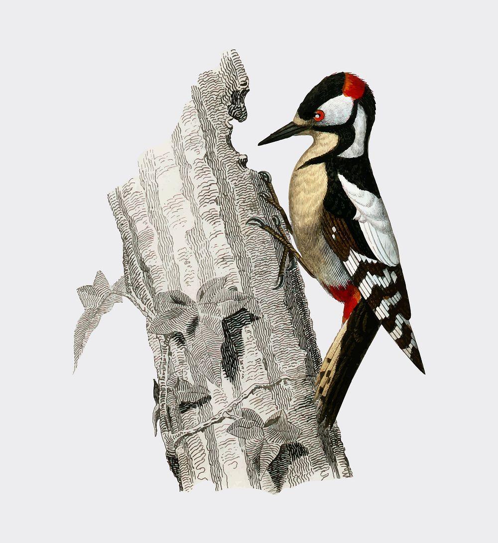 Great spotted woodpecker (Picus major) illustrated by Charles Dessalines D' Orbigny (1806-1876). Digitally enhanced from our…