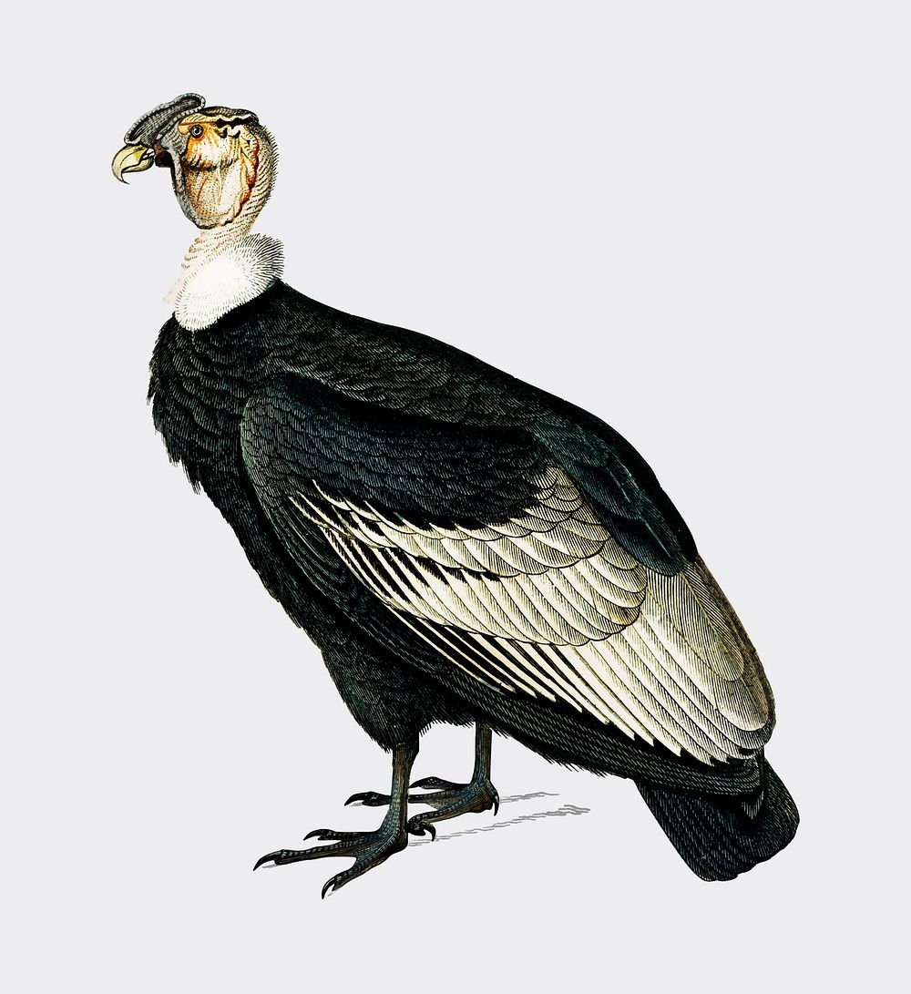 Andean condor (Vultur gryphus) illustrated by Charles Dessalines D' Orbigny (1806-1876). Digitally enhanced from our own…