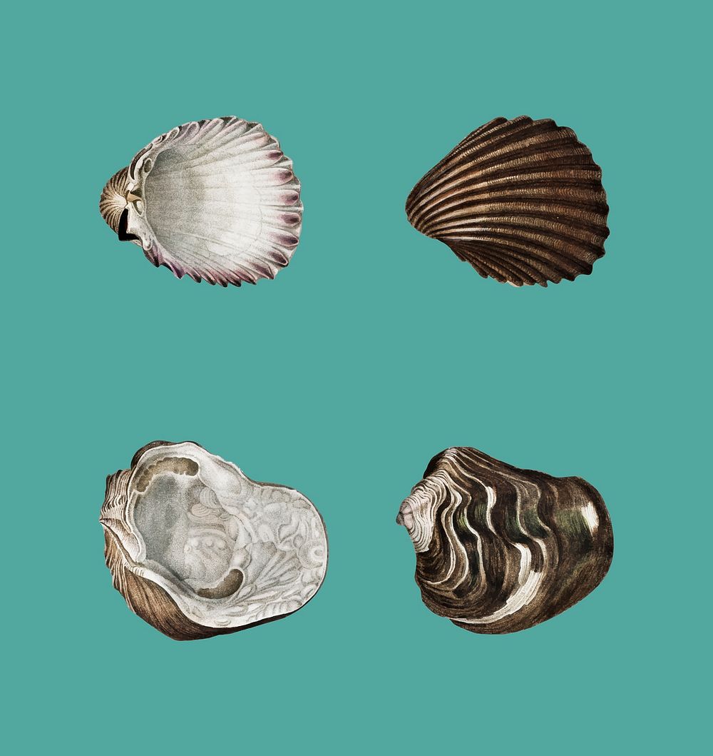 Different types of mollusks illustrated by Charles Dessalines D' Orbigny (1806-1876).Digitally enhanced from our own 1892…