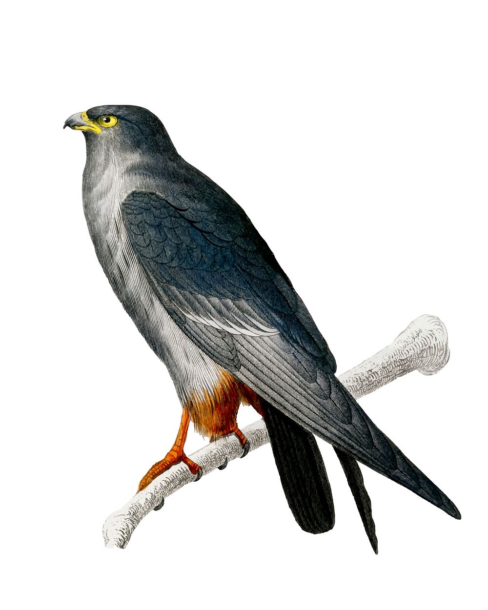 Red-footed Falcon (Falco rufipes) illustrated by Charles Dessalines D' Orbigny (1806-1876). Digitally enhanced from our own…