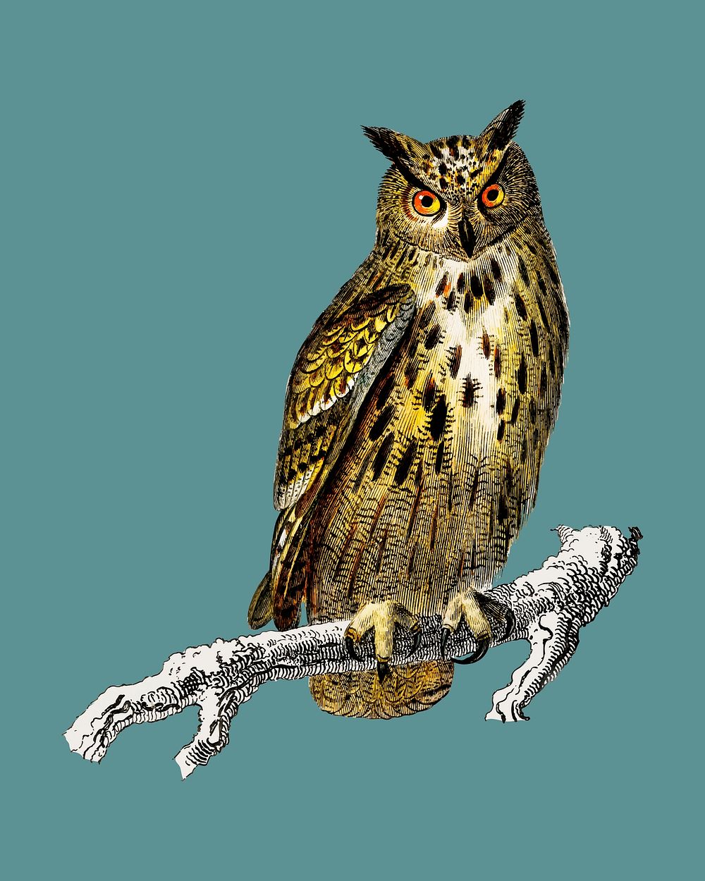 Bubo bubo (Eurasian eagle-owl) illustrated by Charles Dessalines D' Orbigny (1806-1876). Digitally enhanced from our own…