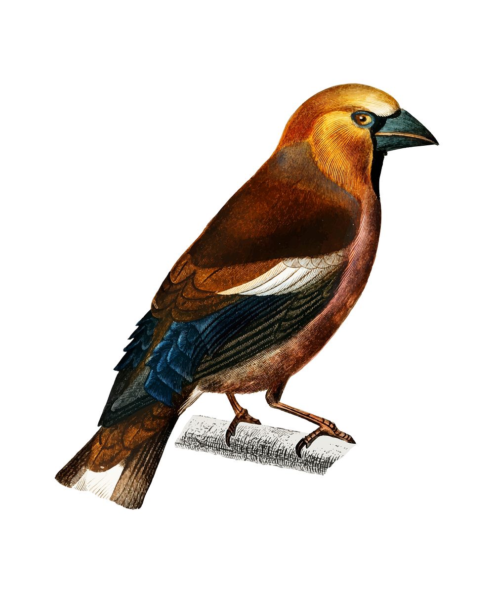 Hawfinch (Gros-bec commun) illustrated by Charles Dessalines D' Orbigny (1806-1876). Digitally enhanced from our own 1892…