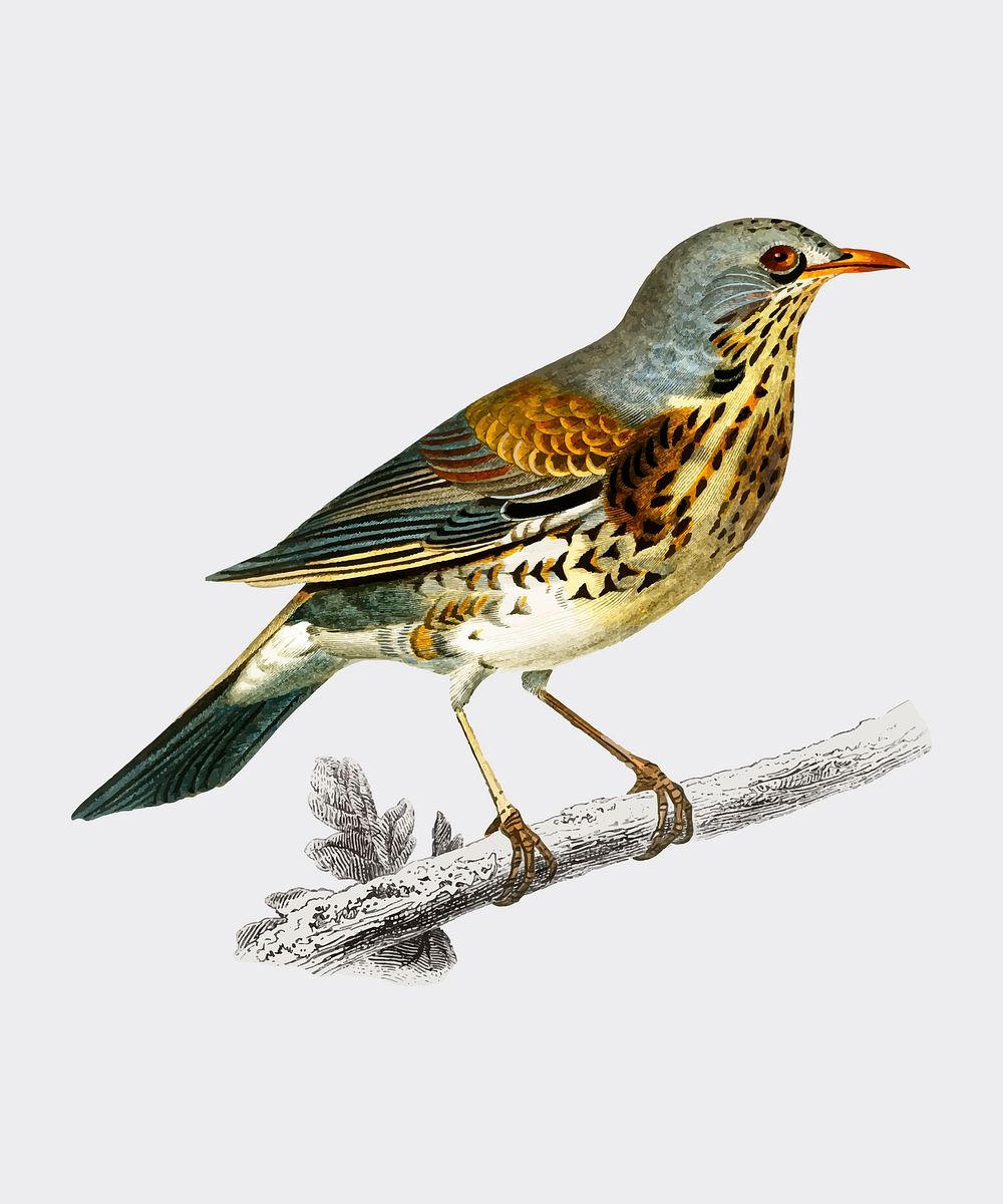 Rock thrush (Turdus Saxatilis) illustrated by Charles Dessalines D' Orbigny (1806-1876). Digitally enhanced from our own…