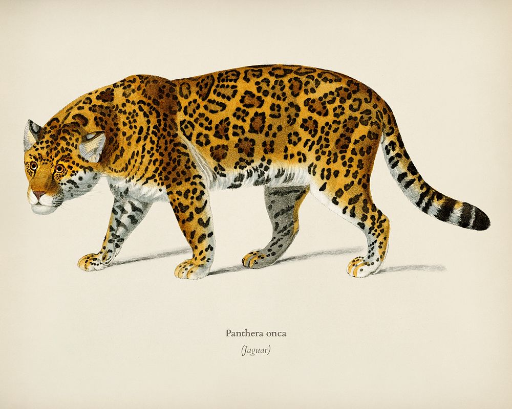 Jaguar (Panthera Onca) illustrated by Charles Dessalines D' Orbigny (1806-1876). Digitally enhanced from our own 1892…