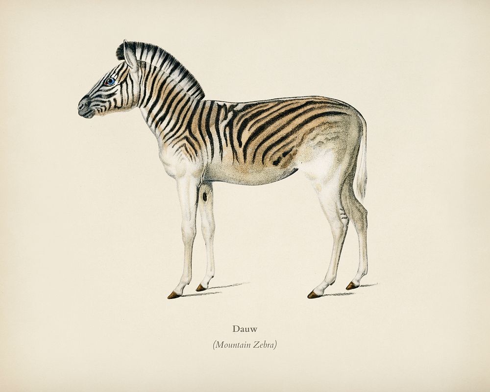 Mountain Zebra (Dauw) illustrated by Charles Dessalines D' Orbigny (1806-1876). Digitally enhanced from our own 1892 edition…