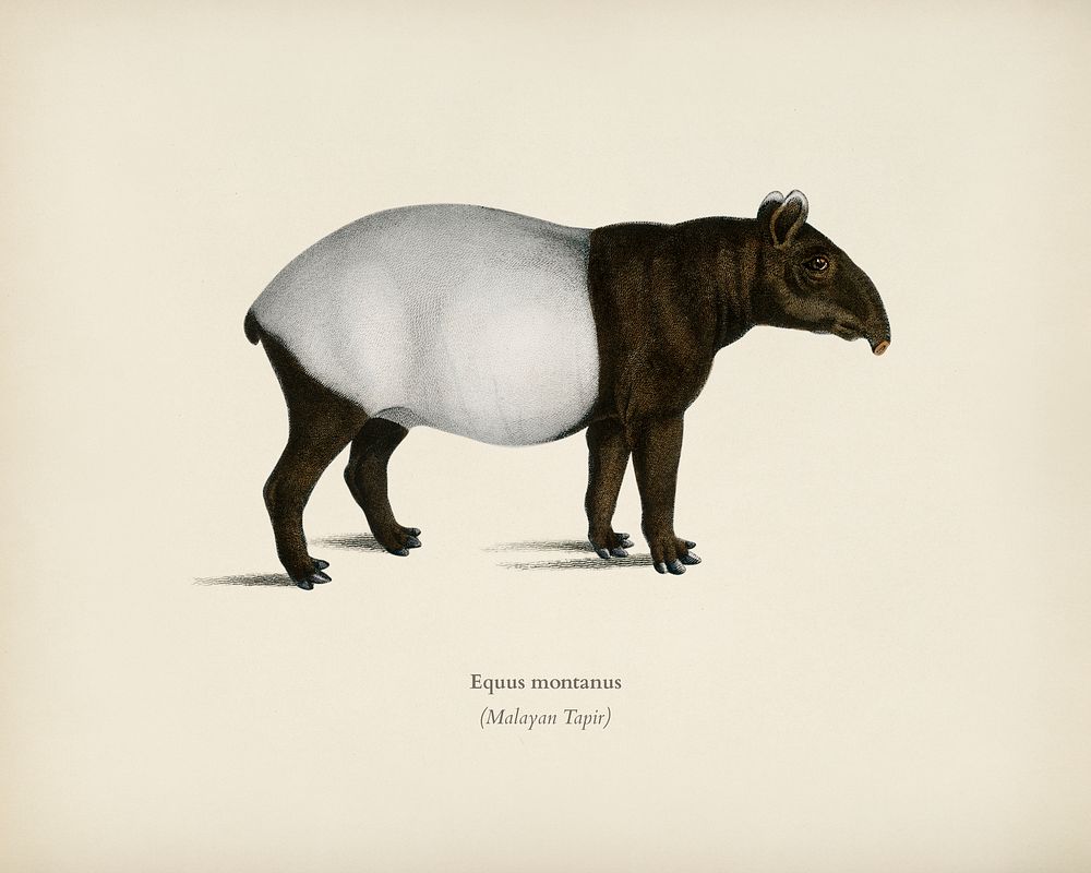 Malayan Tapir (Equus Montanus) illustrated by Charles Dessalines D' Orbigny (1806-1876). Digitally enhanced from our own…