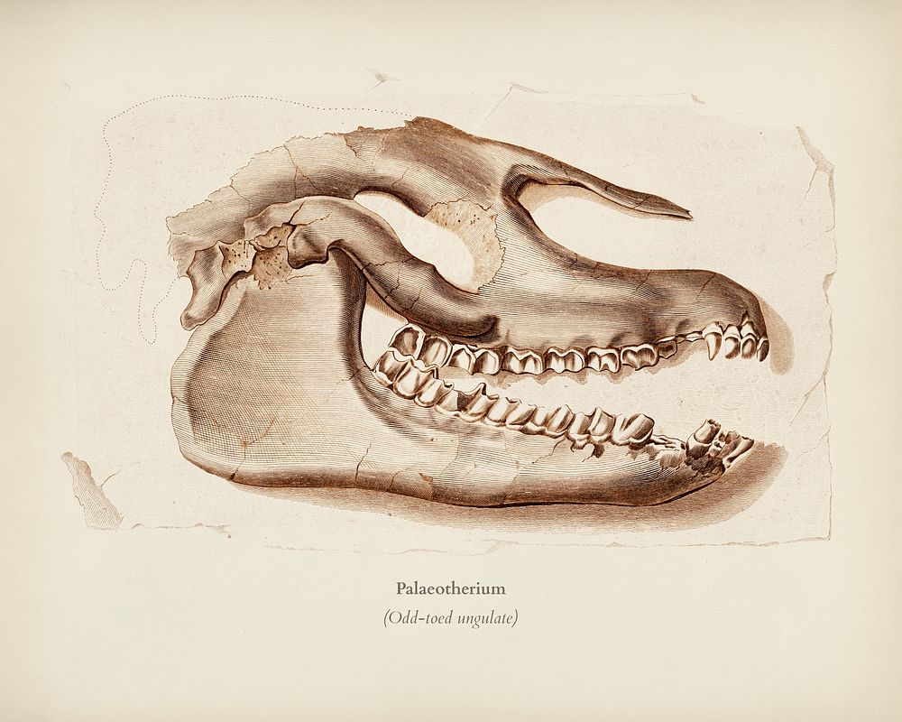 Odd-toed ungulate (Palaeotherium) illustrated by Charles Dessalines D' Orbigny (1806-1876). Digitally enhanced from our own…