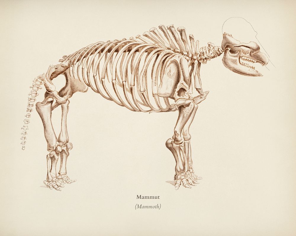 Mamoth (Mammut) illustrated by Charles Dessalines D' Orbigny (1806-1876). Digitally enhanced from our own 1892 edition of…