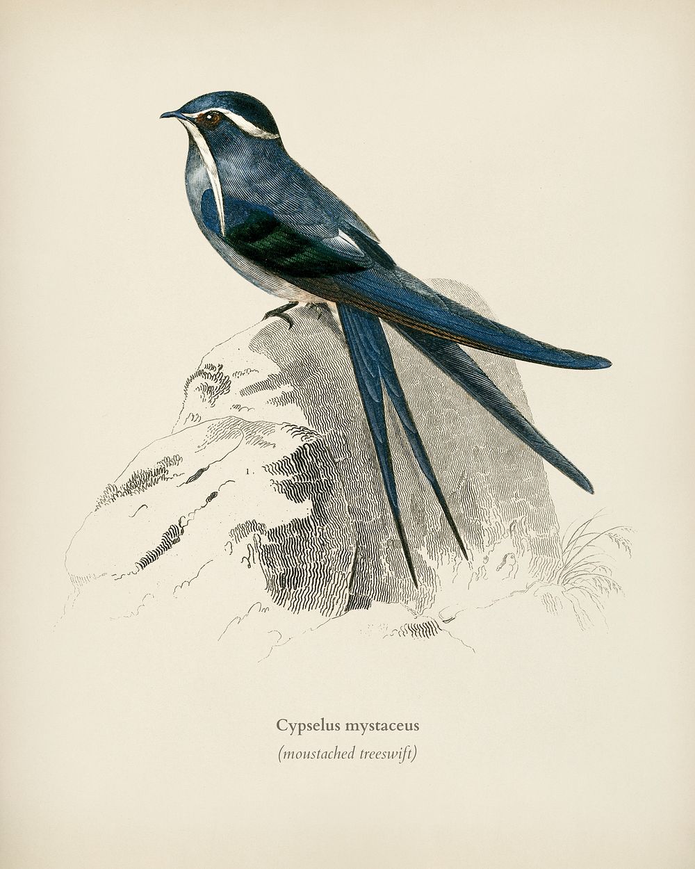 Moustached (Cypselus mystaceus) illustrated by Charles Dessalines D' Orbigny (1806-1876). Digitally enhanced from our own…