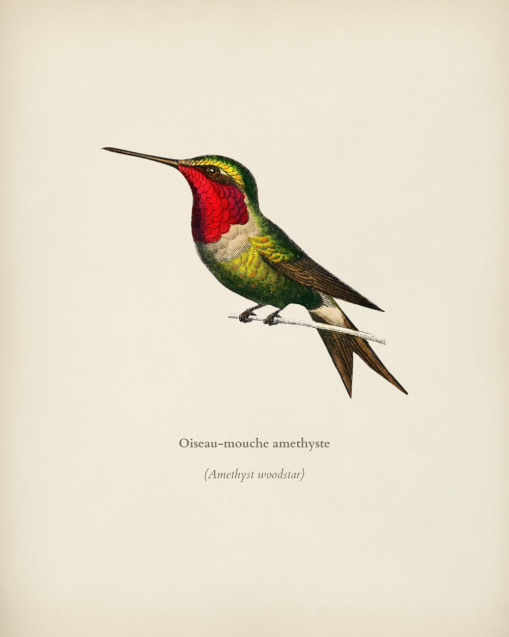 Amethyst Woodestar (Oiseau-Mouche Amethyste) illustrated by Charles Dessalines D' Orbigny (1806-1876). Digitally enhanced…