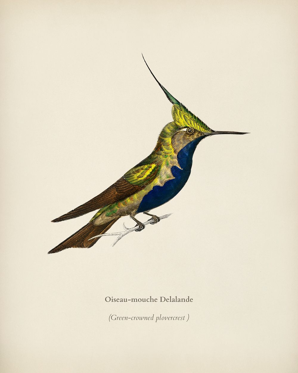 Green-crowned plovercrest (Oiseau-mouche Delalande) illustrated by Charles Dessalines D' Orbigny (1806-1876). Digitally…