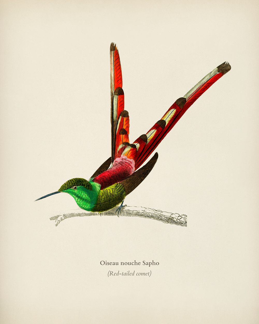 Red-tailed comet (Oiseau nouche Sapho) illustrated by Charles Dessalines D' Orbigny (1806-1876). Digitally enhanced from our…