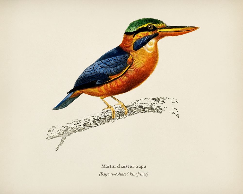 Rufous-collared kingfisher (Martin chasseur trapu) illustrated by Charles Dessalines D' Orbigny (1806-1876). Digitally…