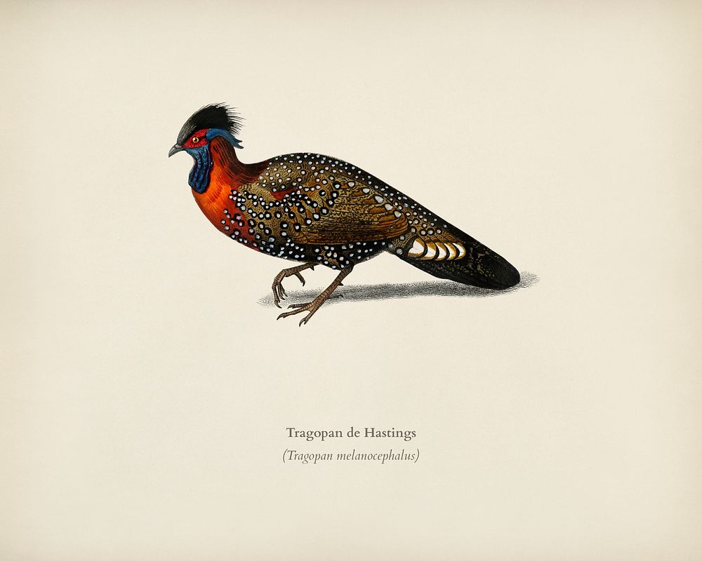 Tragopan de Hastings illustrated by Charles Dessalines D' Orbigny (1806-1876). Digitally enhanced from our own 1892 edition…