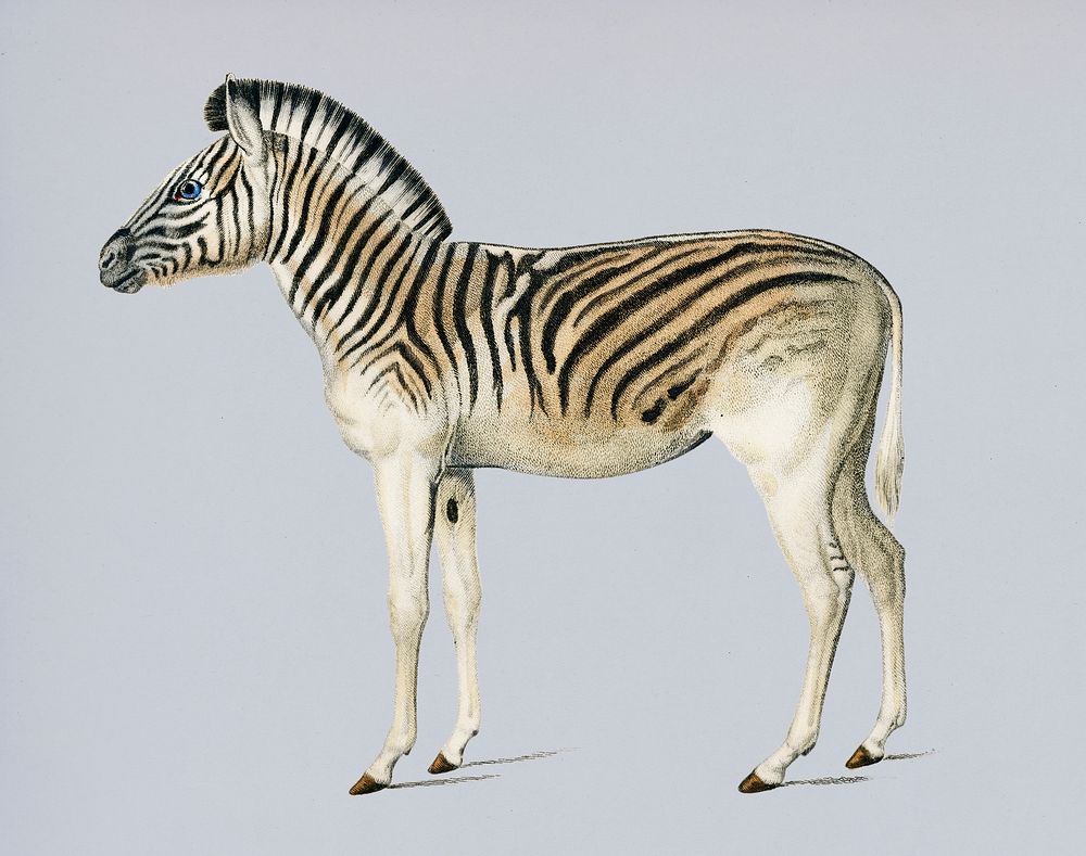Vintage Illustration of Mountain Zebra.