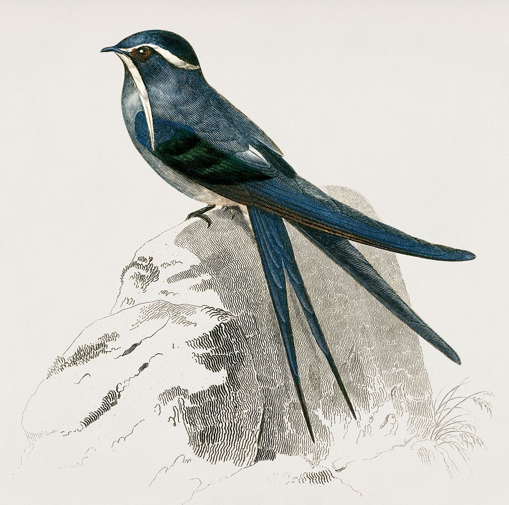 Moustached (Cypselus mystaceus) illustrated by Charles Dessalines D' Orbigny (1806-1876). Digitally enhanced from our own…