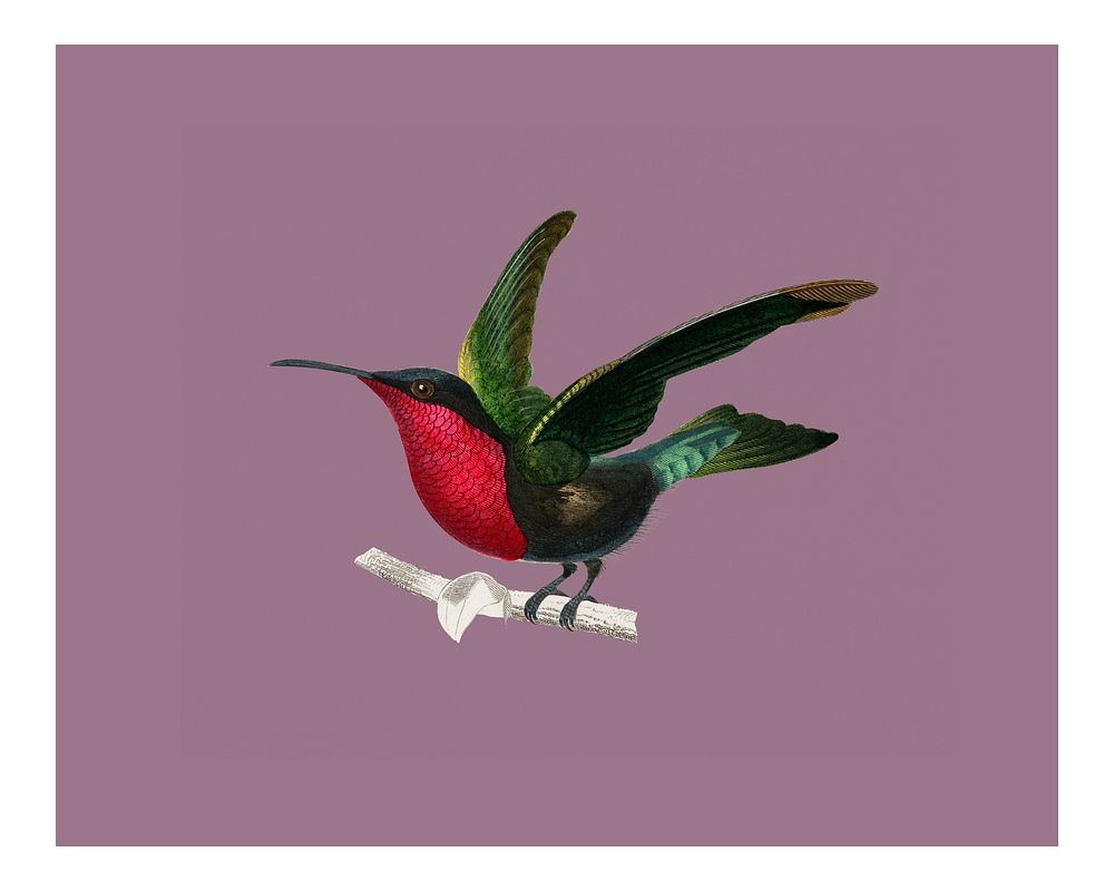 Vintage garnet-throated hummingbird (Trochilus granatinus) illustration wall art print and poster.