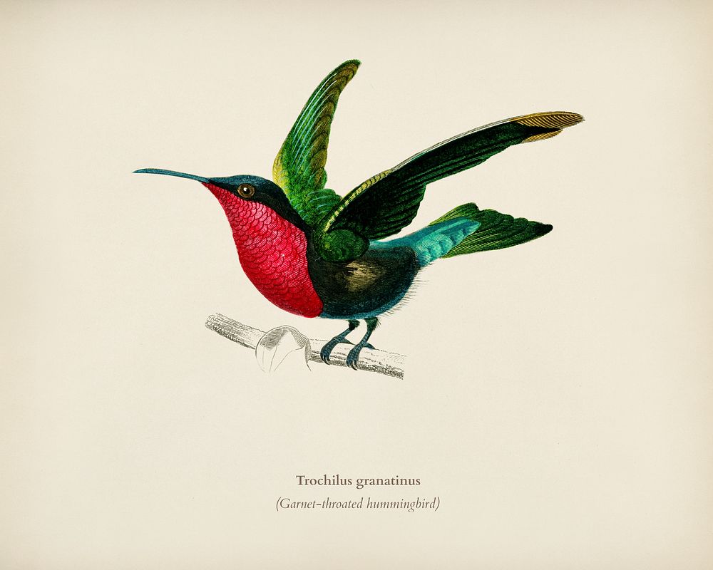 Garnet-throated hummingbird (Trochilus granatinus) illustrated by Charles Dessalines D' Orbigny (1806-1876). Digitally…