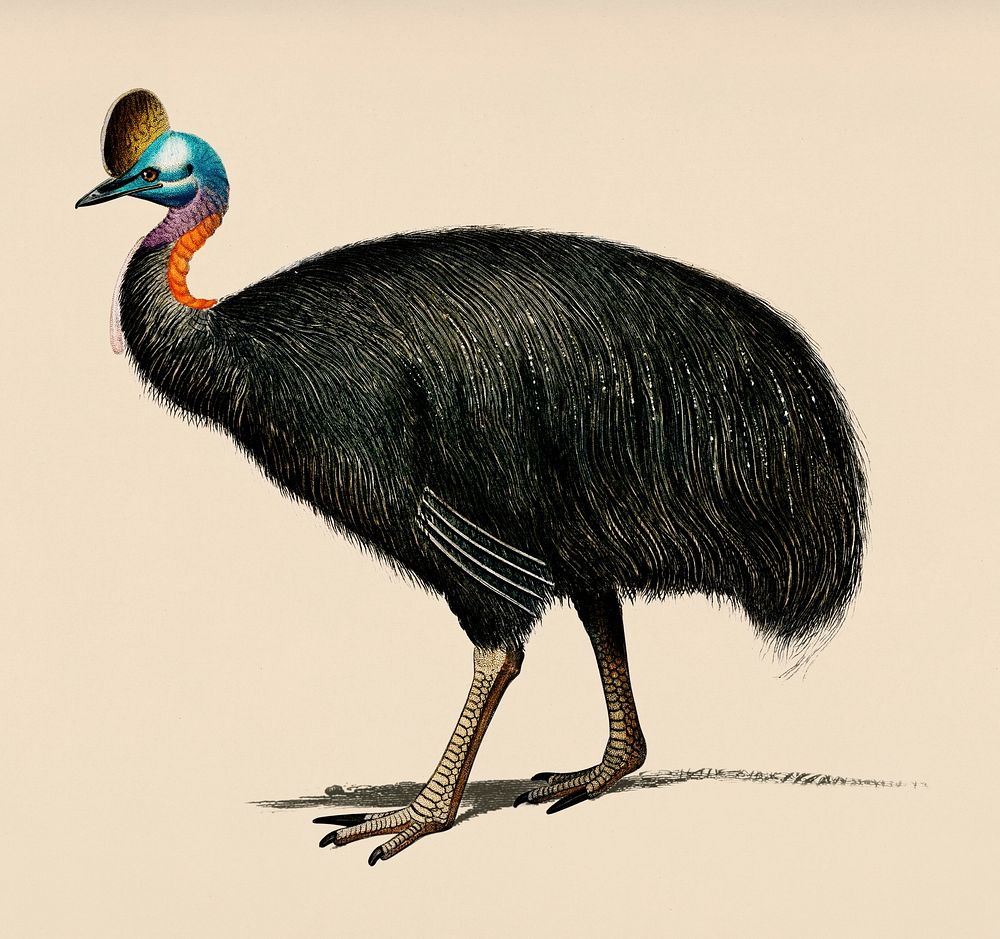 Vintage Illustration of Southern cassowary.