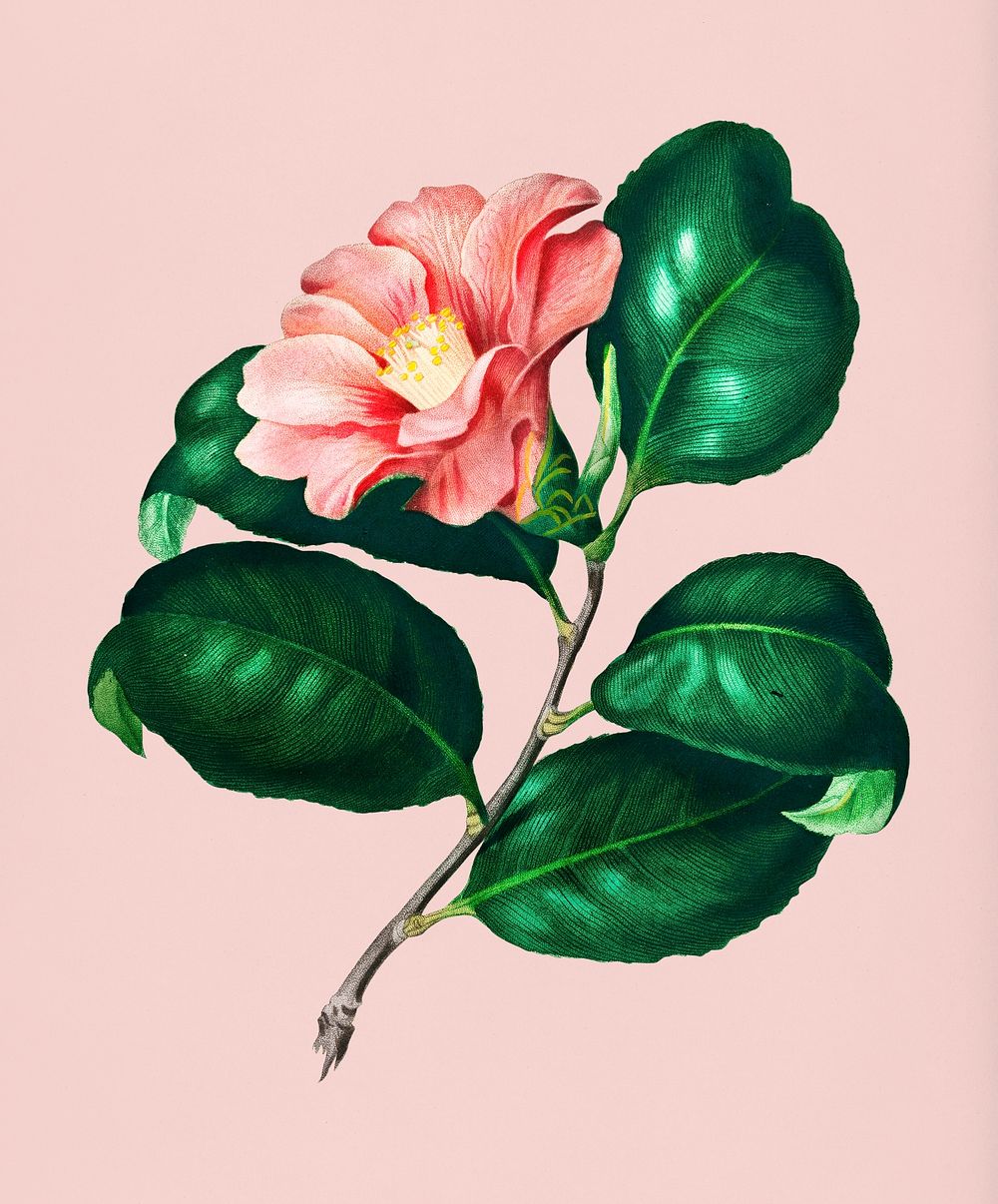 Vintage Illustration of Camellia japonica.