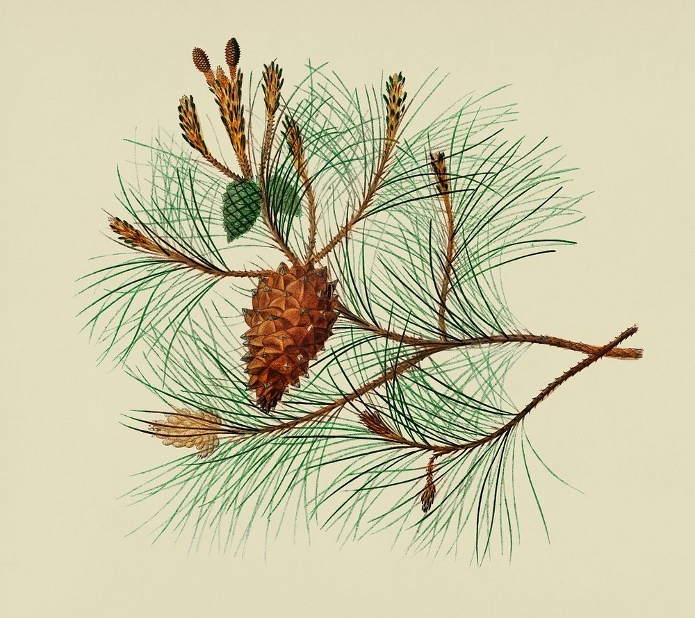 Vintage Illustration of Martime pine.