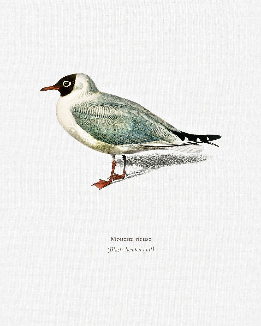 Mouette rieuse illustrated by Charles Dessalines D' Orbigny (1806-1876). Digitally enhanced from our own 1892 edition of…