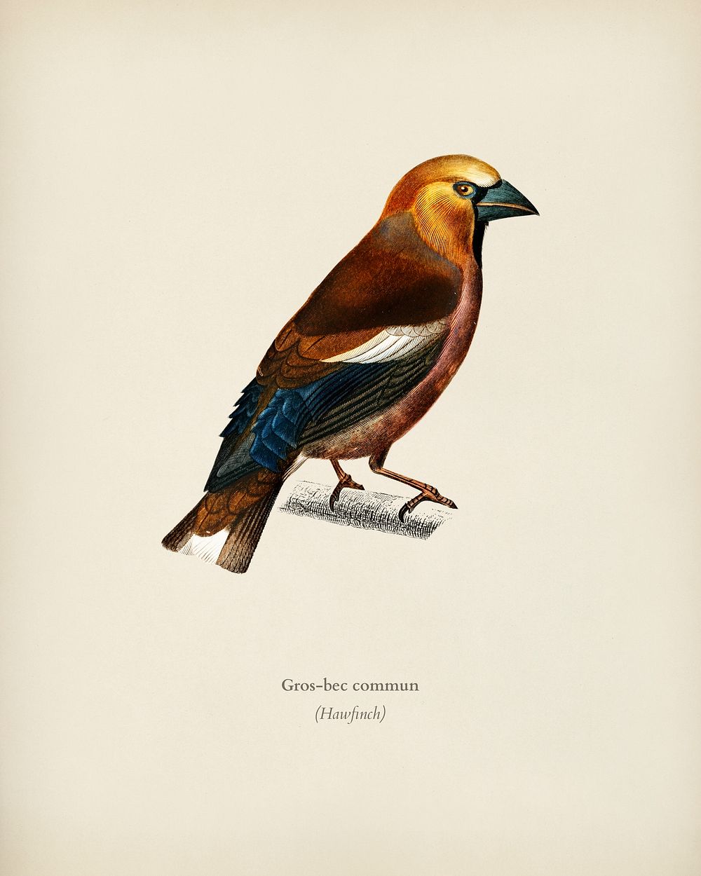 Hawfinch (Gros-bec commun) illustrated by Charles Dessalines D' Orbigny (1806-1876). Digitally enhanced from our own 1892…