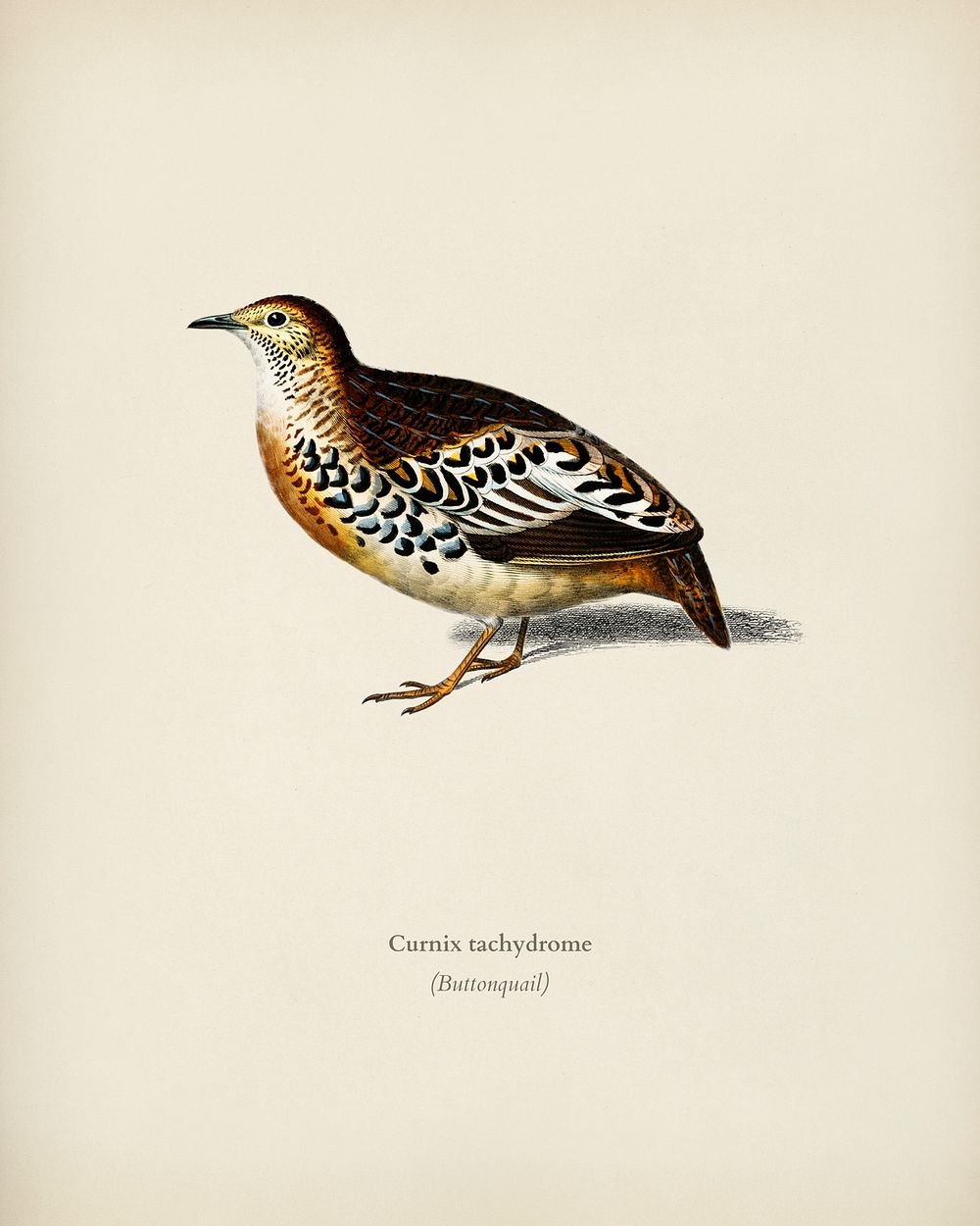 Buttonquail (Curnix tachydrome) illustrated by Charles Dessalines D' Orbigny (1806-1876). Digitally enhanced from our own…