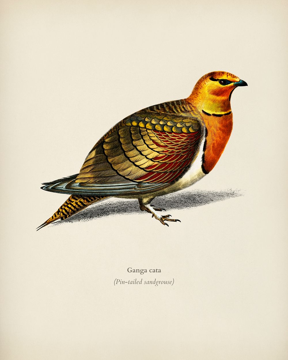 Pin-tailed sandgrouse (Ganga cata) illustrated by Charles Dessalines D' Orbigny (1806-1876). Digitally enhanced from our own…